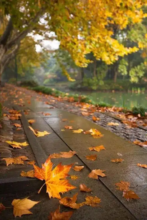 深秋红枫落叶唯美素材(秋叶落叶原来这么美)(8)