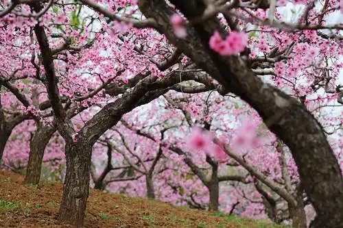 十里桃林 万亩桃花!鄠邑·柳泉·东岭美爆了