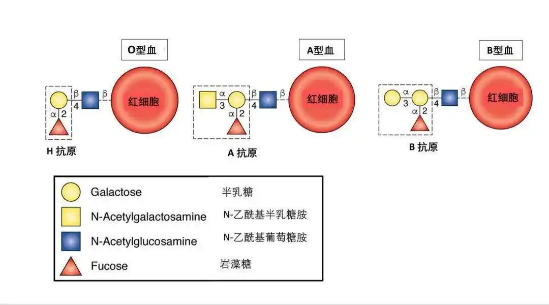而且让人惊讶的是,a型血和b型血之间的化学成分差异竟然只有一个糖基!