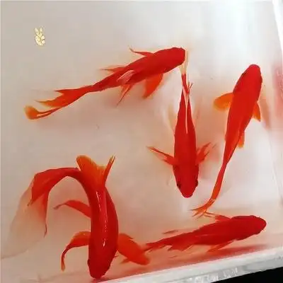 诚森蝴蝶鲤红草金冷水观赏鱼荷塘鱼池尾巴鱼红鱼