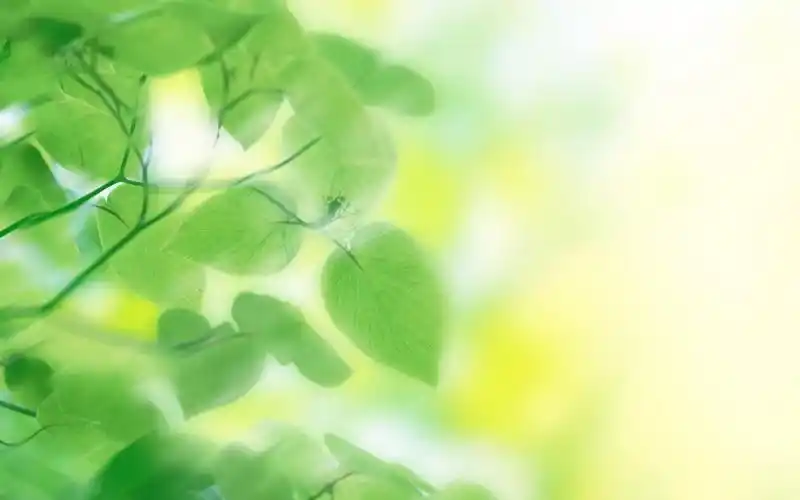 绿色壁纸 背景图