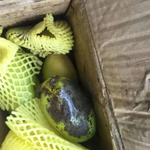 > 广西青芒 玉芒 新鲜水果 新鲜芒果 2kg 单果200g-400g商品评价 >