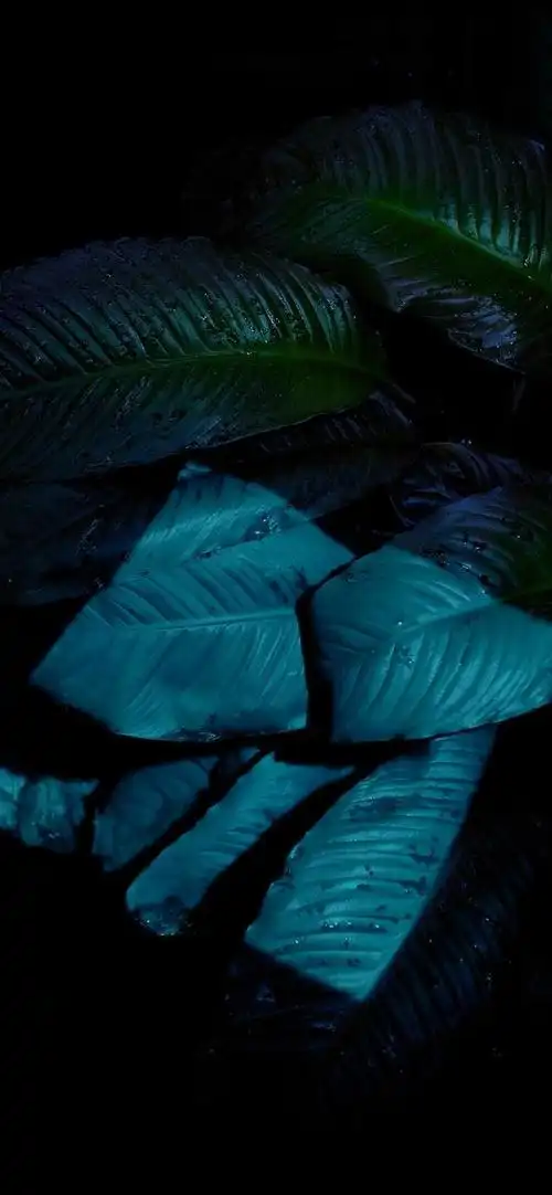 45期丨ios9苹果手机官方壁纸(高清9张)