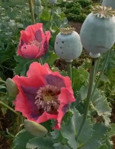 编  后  语         罂粟(poppy),又称大烟,鸦片