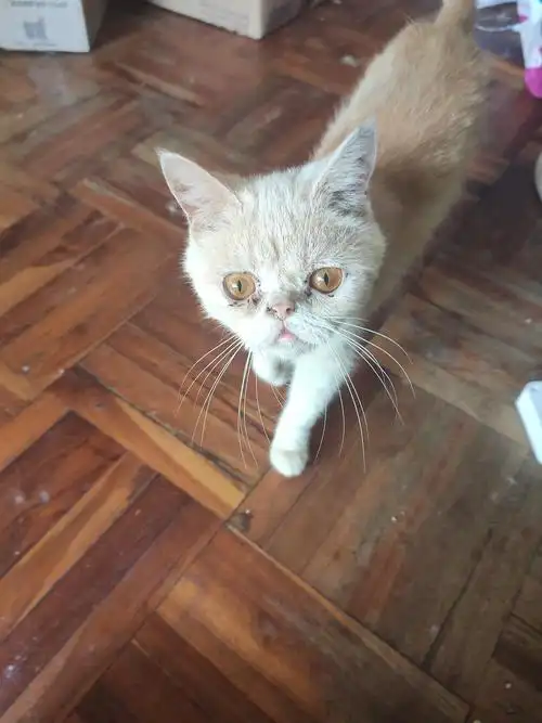 加菲英短串领养.母猫,超黏人.坐标佛山千灯湖