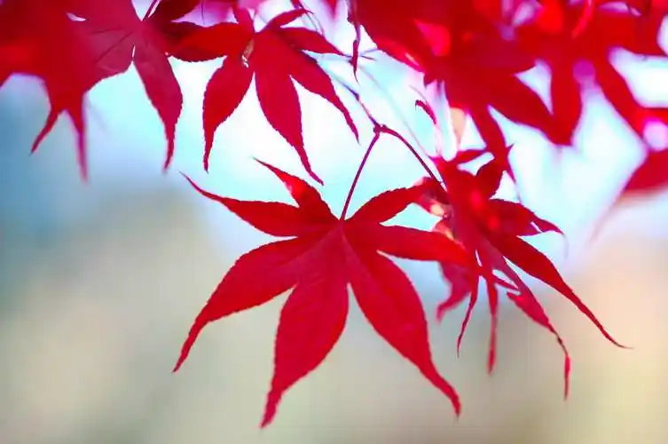 枫叶图片树叶枫叶红枫枫