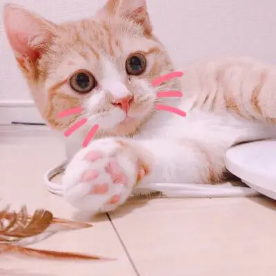 头像 搞怪头像 情侣头像 猫咪 表情包  0 378 金灵  发布到  喵鼢