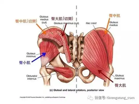 臀部肌肉训练的五个误区