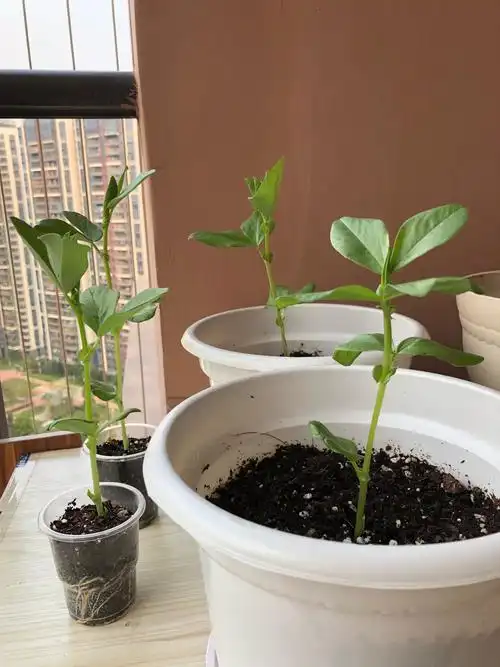 【司潇文】-蚕豆的生长