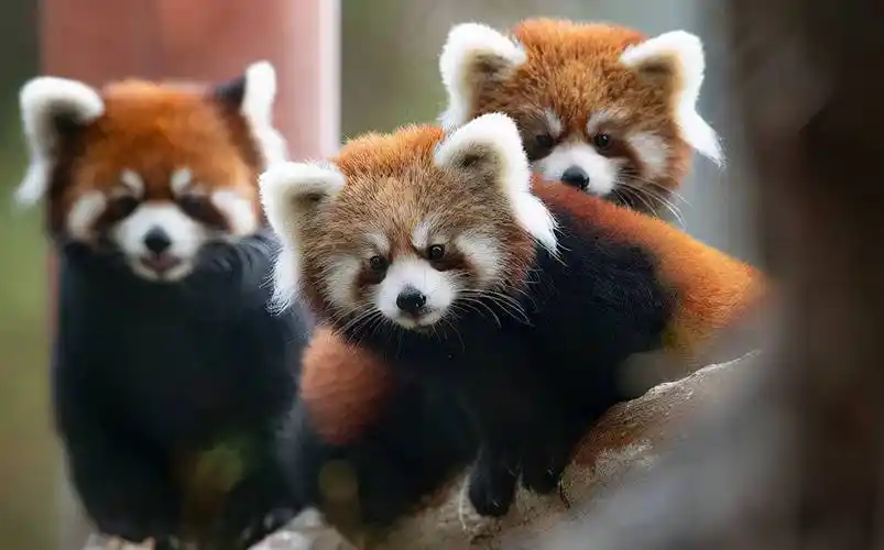 世界上最可爱的十种动物