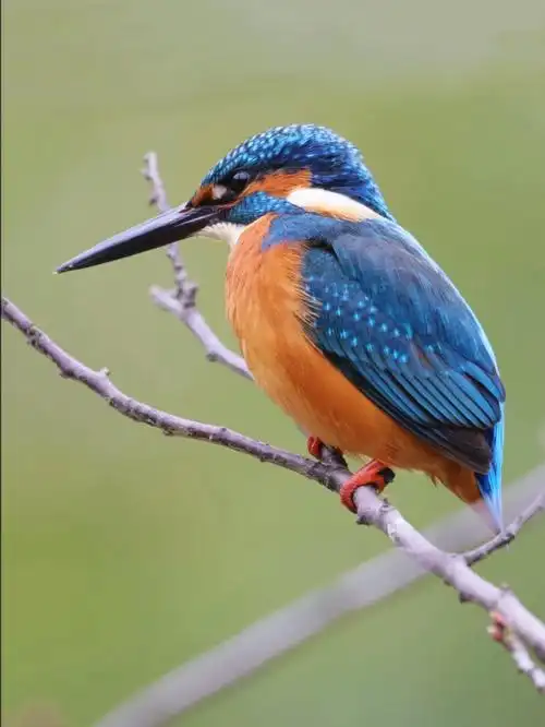 今日野拍普通翠鸟