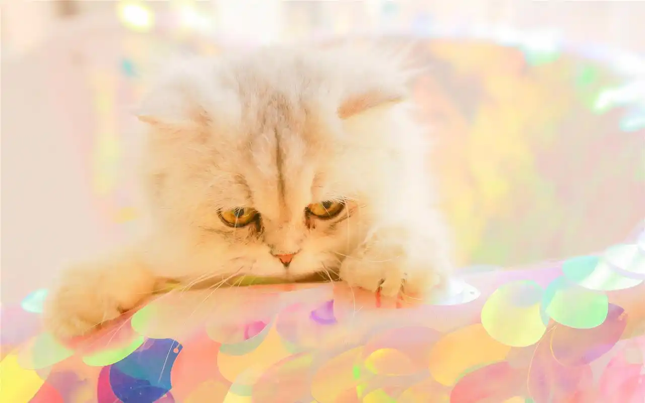 可爱小猫咪高清电脑桌面壁纸