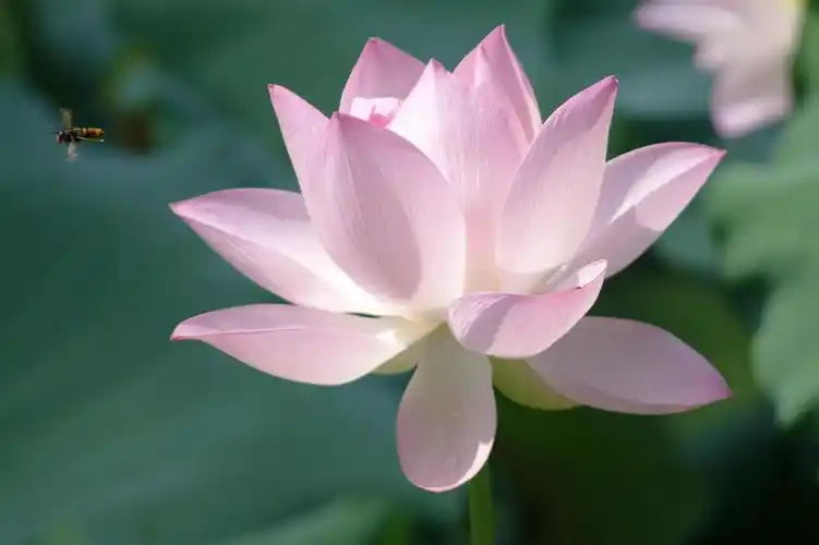 夏天来了,如何拍出意境不俗的荷花?这七招你需要掌握