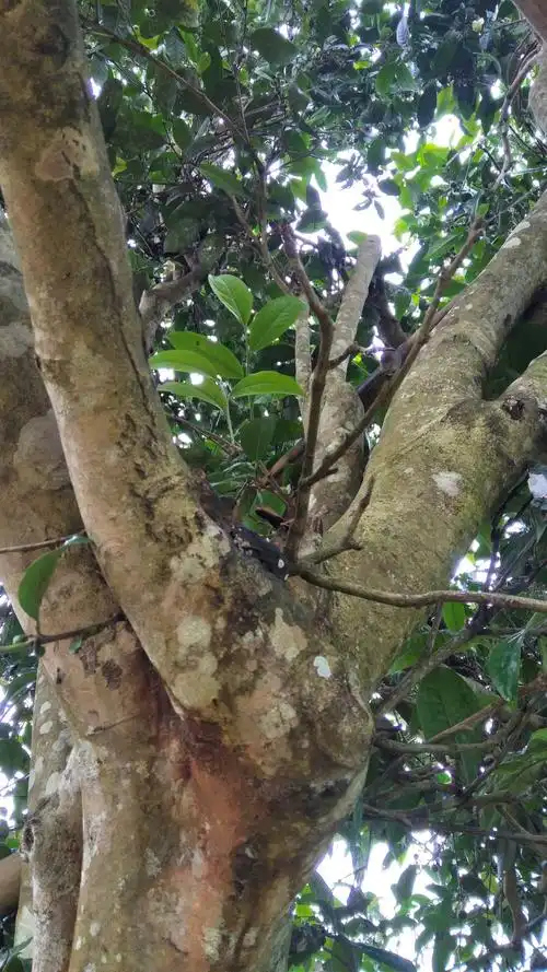 茶树中的老茶树,已有300年