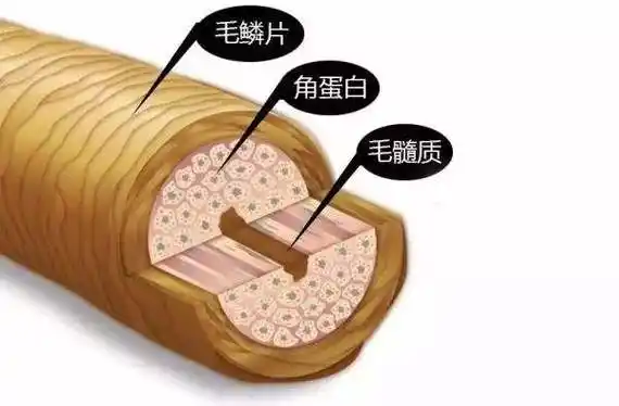 头发从下向上可分为毛乳头,毛囊,毛根和毛干四个部分,这里主要说一下