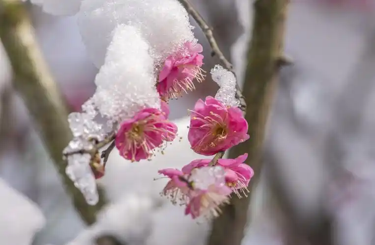 雪中红梅更娇艳
