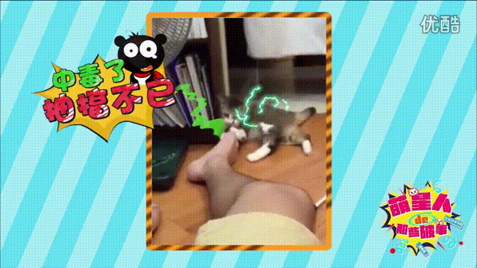 萌宠猫咪臭脚丫子味中毒了gif动图_动态图_表情包下载_soogif