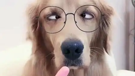 金毛轮胎被弄成了"斗鸡眼",还能认出是它吗,你们都忍住别笑(1)