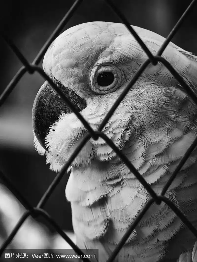 不幸的鸟儿被关在笼子里