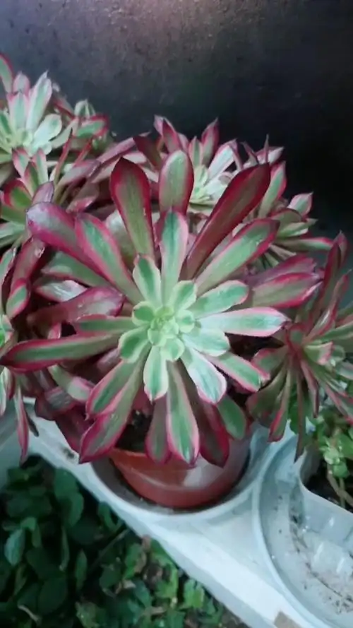 寄养的红覆轮,状态太美了,365度无死角的漂亮