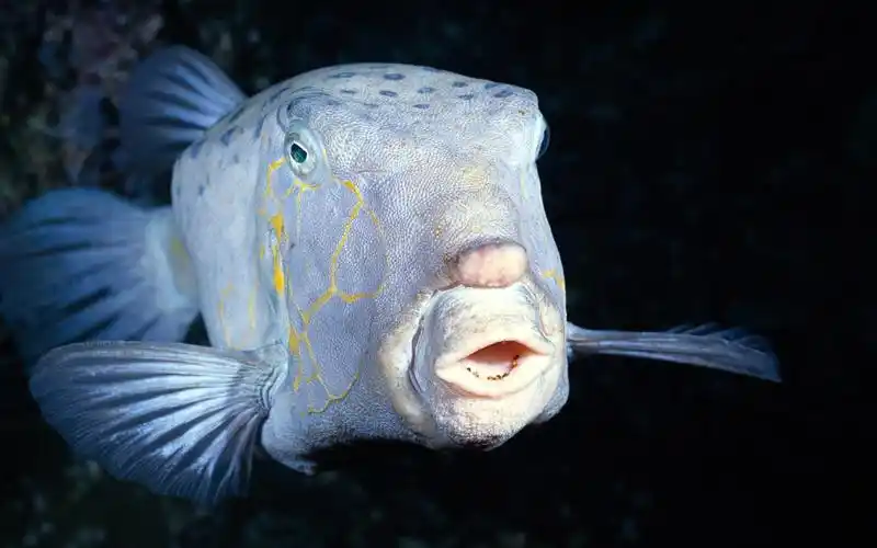 高清晰海洋生物鱼类摄影