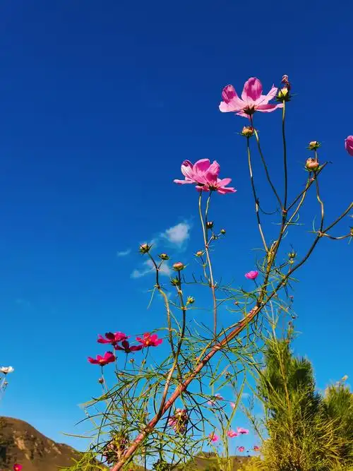 蓝天白云鲜花盛开空气香甜