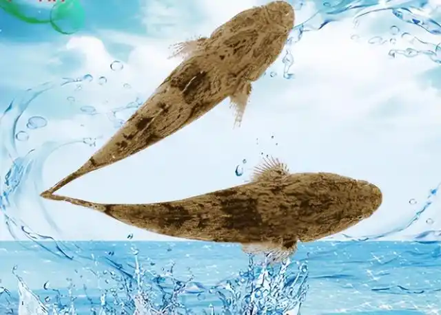 笋壳鱼是什么鱼,笋壳鱼是什么鱼淡水鱼还是海鱼(过去农村常见的"笋壳