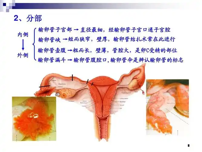 人体解剖学课件-女性生殖系统