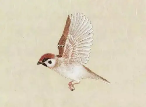 抢购点击工笔麻雀步骤图壹绘制白描底稿.