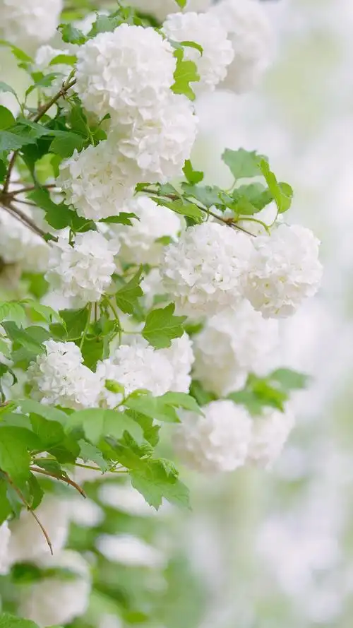 清新素雅的绣球花,高清图片,手机锁屏桌面-壁纸族
