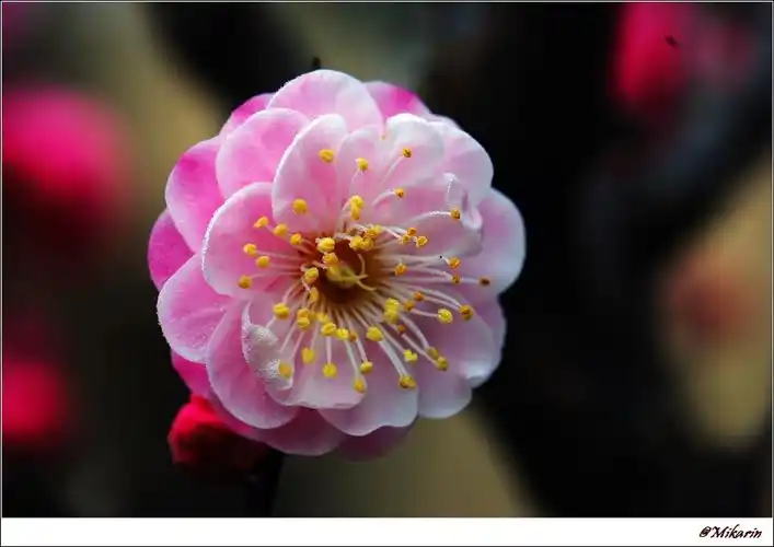 > [图片] 同一朵梅花的三种拍摄,请看官评一评哪张更入眼?