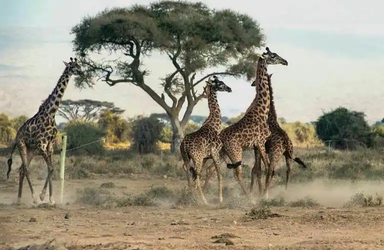 大漠狂野(非洲野生动物园)
