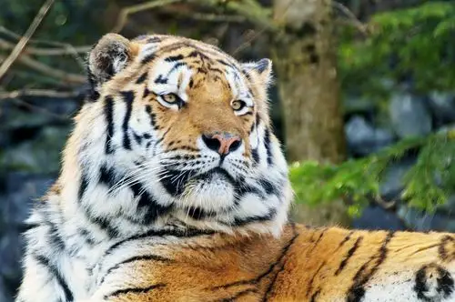 老虎photo tiger-62.jpg | bestgraph