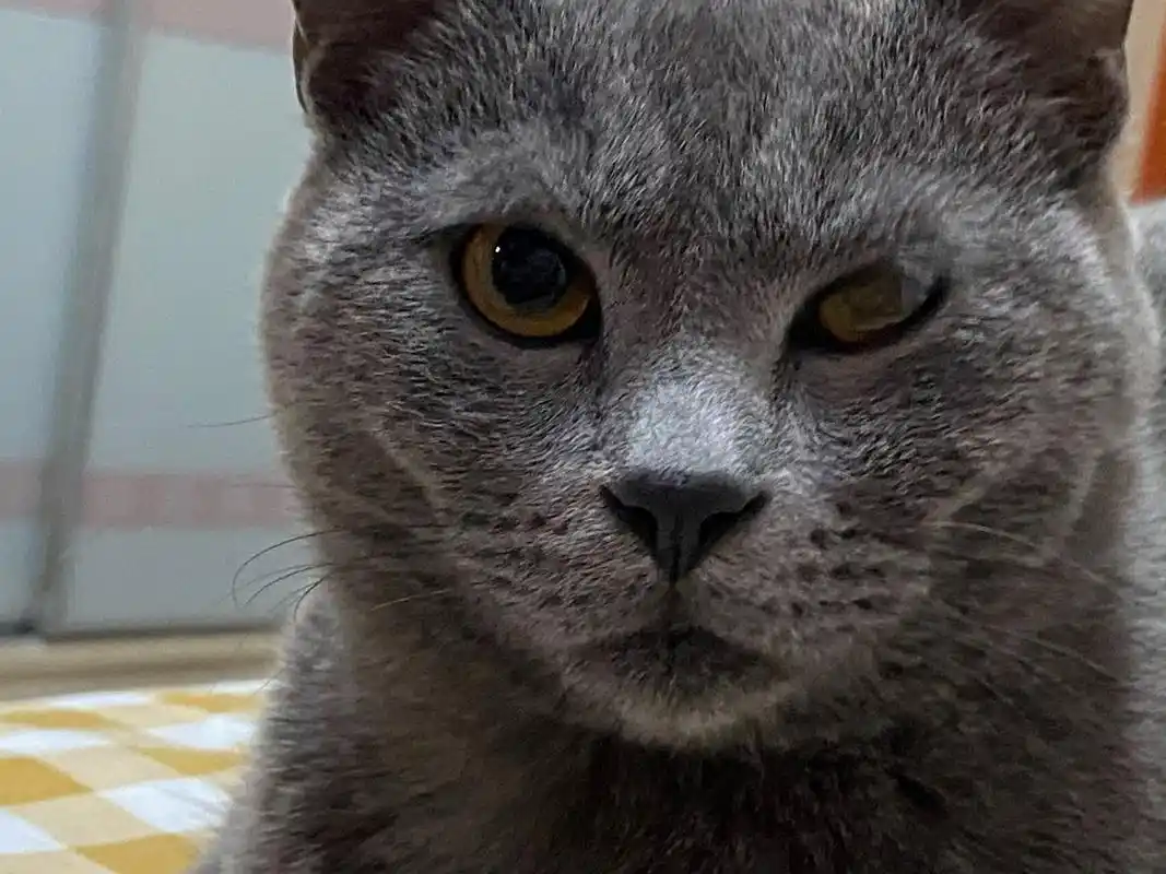 昨天下午回家,晚上的时候突然发现猫咪的一只眼睛浑浊 瞳孔扩散没有了