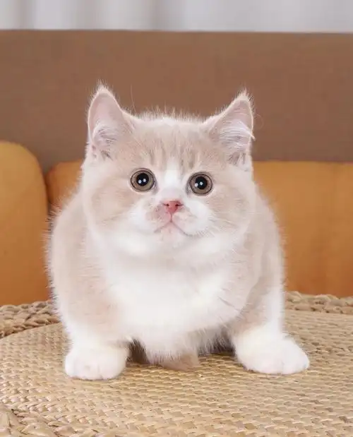 超胖一身肉.佛山猫舍可上门#英短  #英短猫舍  #英短乳白