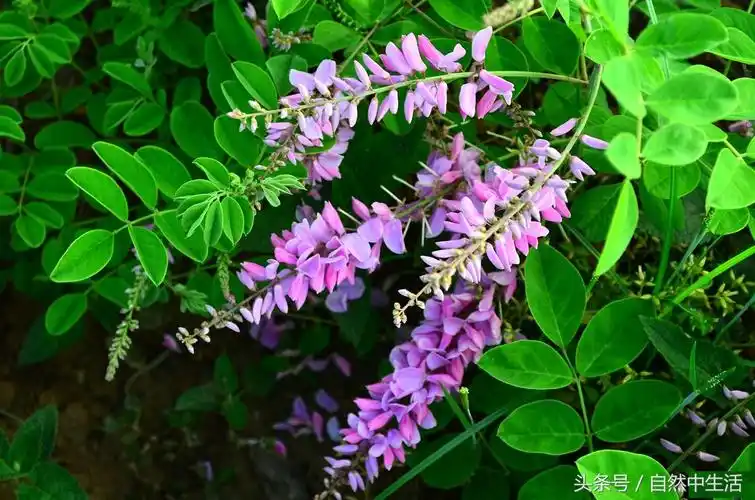 有毒中药大毒10种图片(10种有毒中草药抗肿瘤作用浅析) | 说明书网