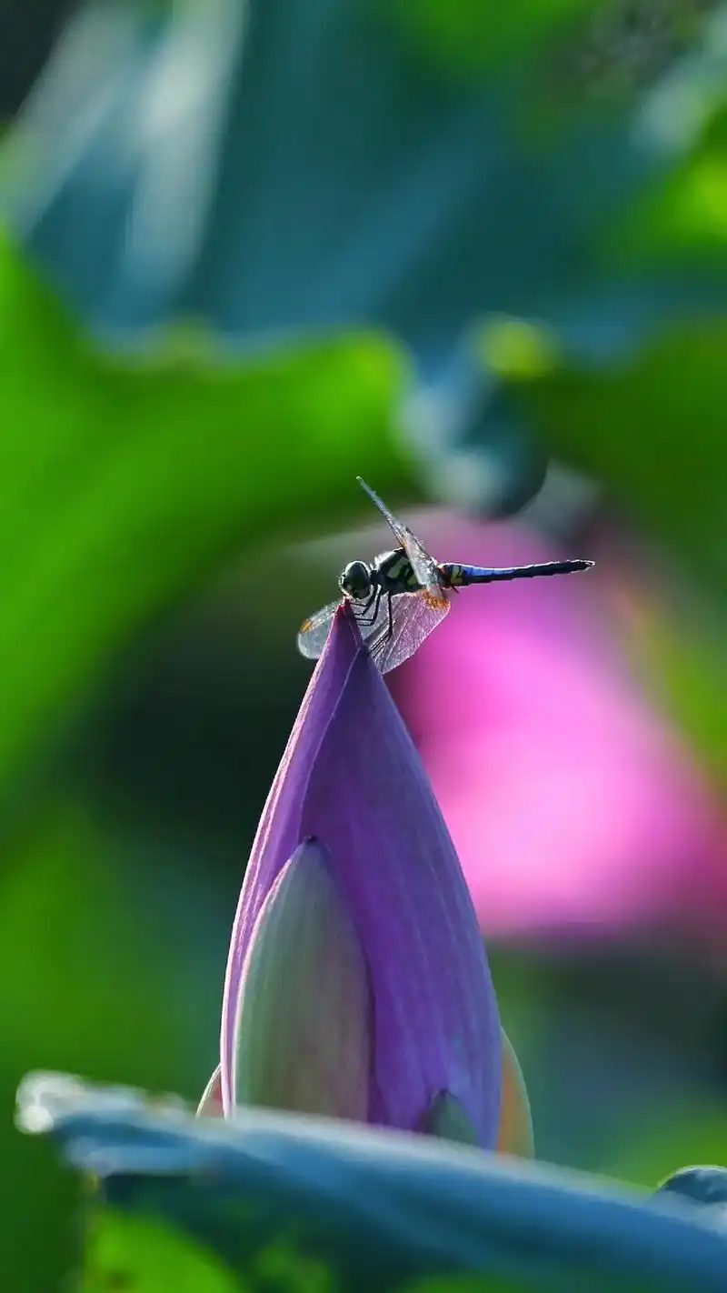 高清壁纸小荷才露尖尖角早有蜻蜓立上头