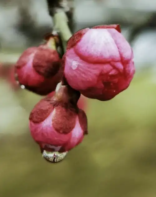 含苞待放的红梅
