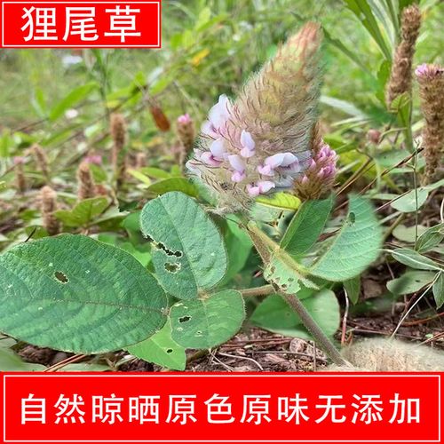 狸尾草深山狐狸尾草狸尾草中药材羊咩草煲汤采羊咩香草中草药