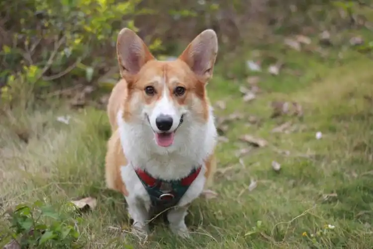 是一只开心到没有脖子的小狗哈哈哈哈_柯基_摄影_小短腿柯基_宠物_狗