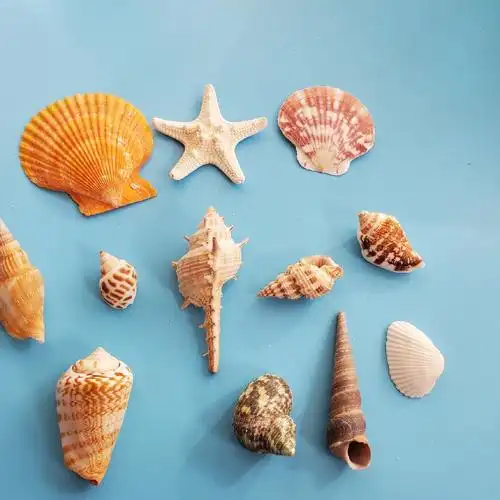 批发精品天然贝壳海螺海星幼儿园手工鱼缸贝壳拍照水族箱造景装饰