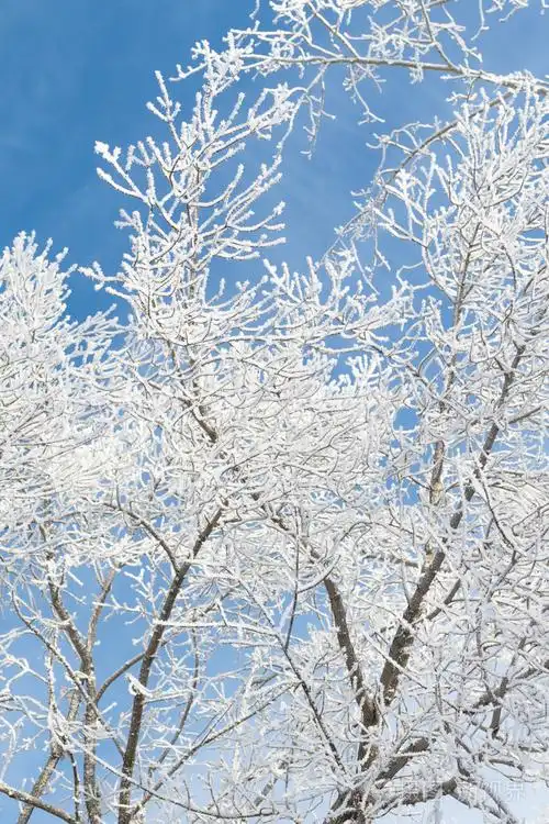 白雪皑皑的冬天风景照片-正版商用图片1l7gcr-摄图新视界