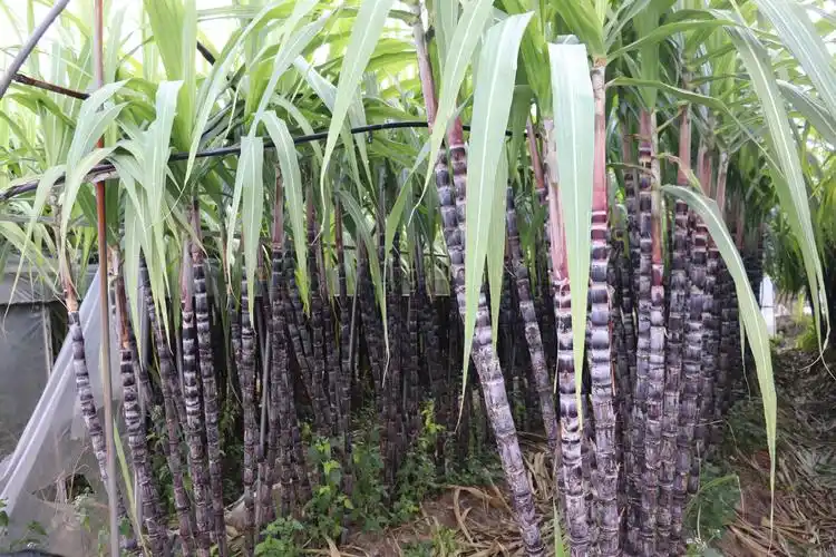 接下来到了甘蔗林 这里可是个拍照的好地方 让我们