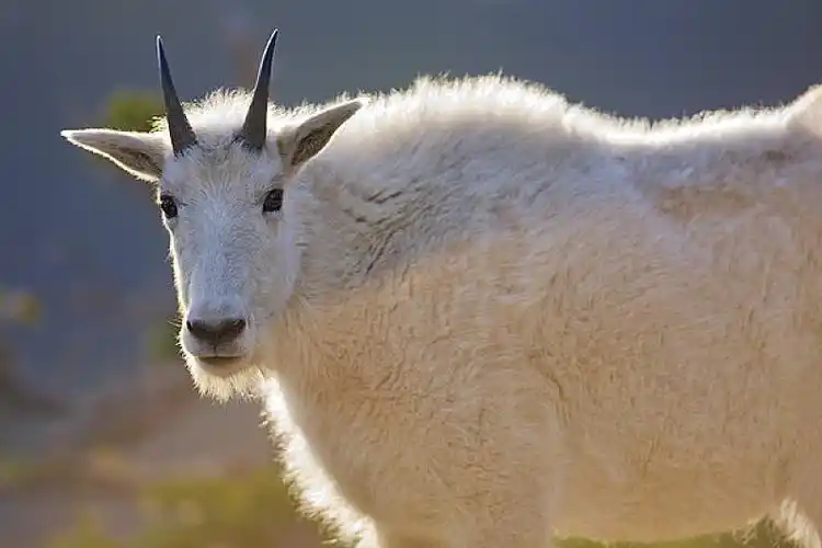石山羊,雪羊,站立,公园,蒙大拿,美国