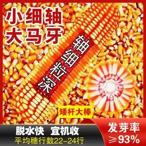 0064人付款淘宝矮大棒/沈玉21 大田种植杂交玉米种子基地 高产大穗