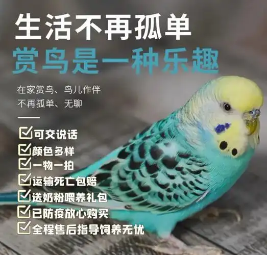 特色金彩大头虎皮鹦鹉活鸟活物家养中小型会说话宠物幼鸟活体鹦鹉