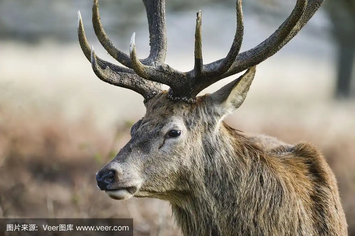 美丽的马鹿鹿埃拉弗斯雄伟的鹿角在秋天秋天的森林景观