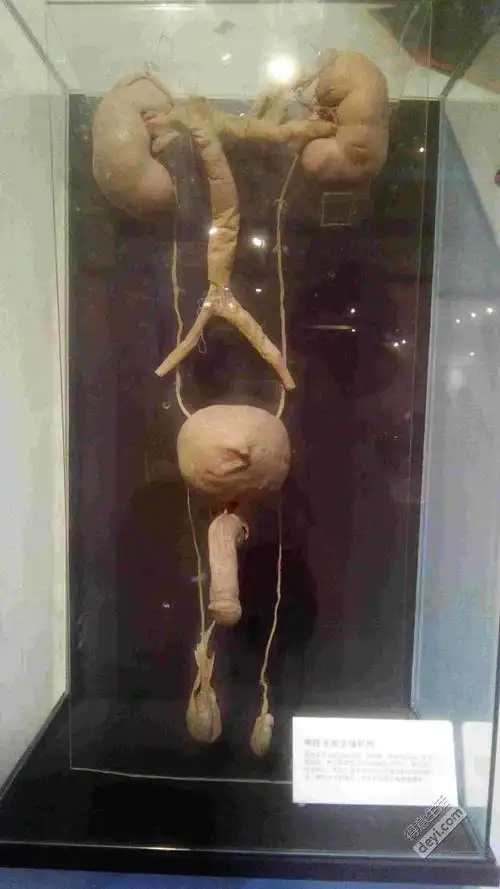 别人去汉阳造踏青,我看人体标本展!