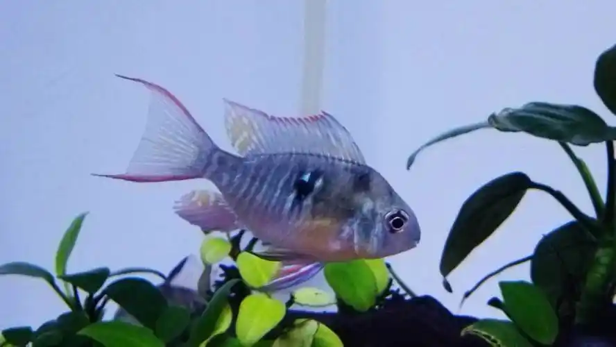 玻利维亚凤凰公母怎么看 - 黑龙江鱼友俱乐部 - cta南美水族