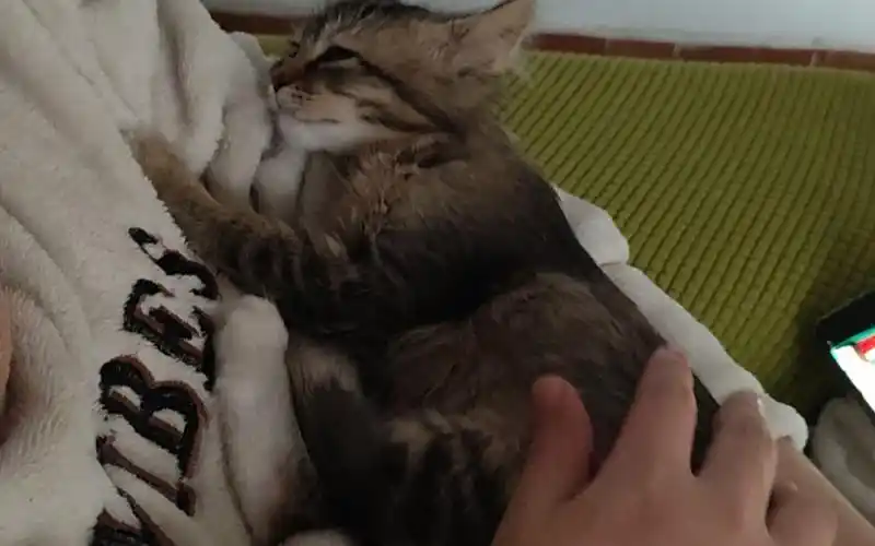 我也想躺在我男朋友的怀里(柠檬精)